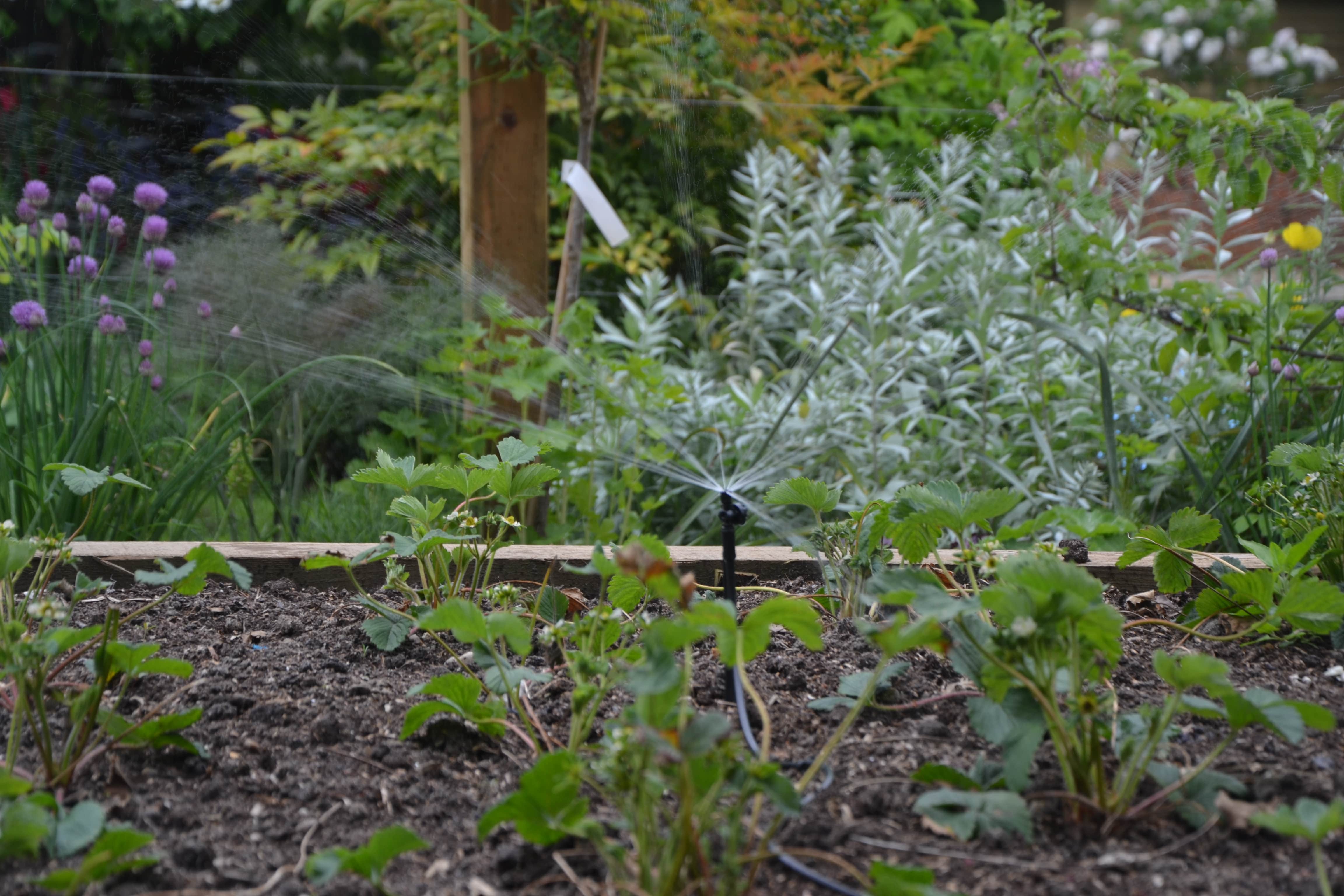 Year-round irrigation for vegetable patch