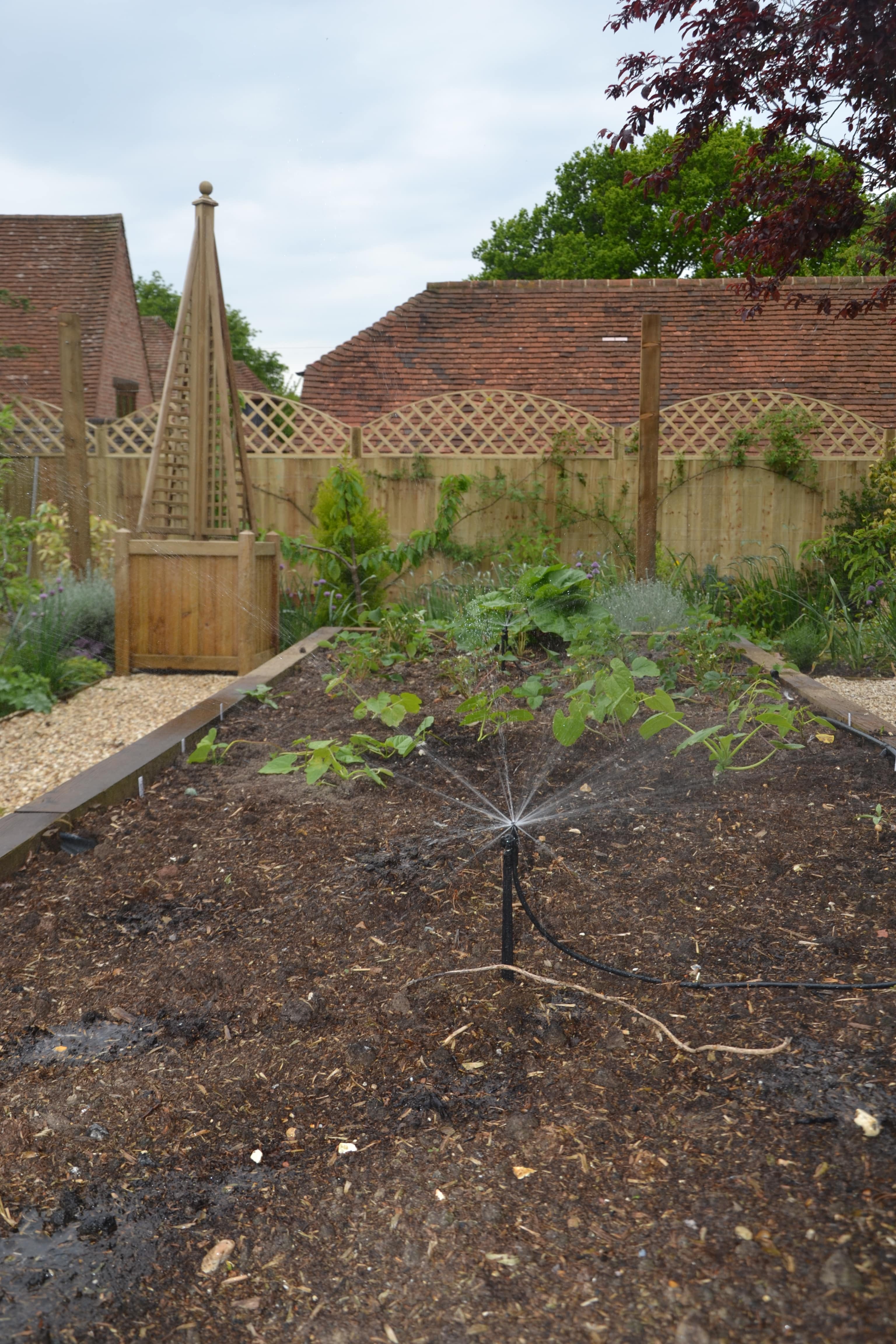 Irrigation for vegetable patch