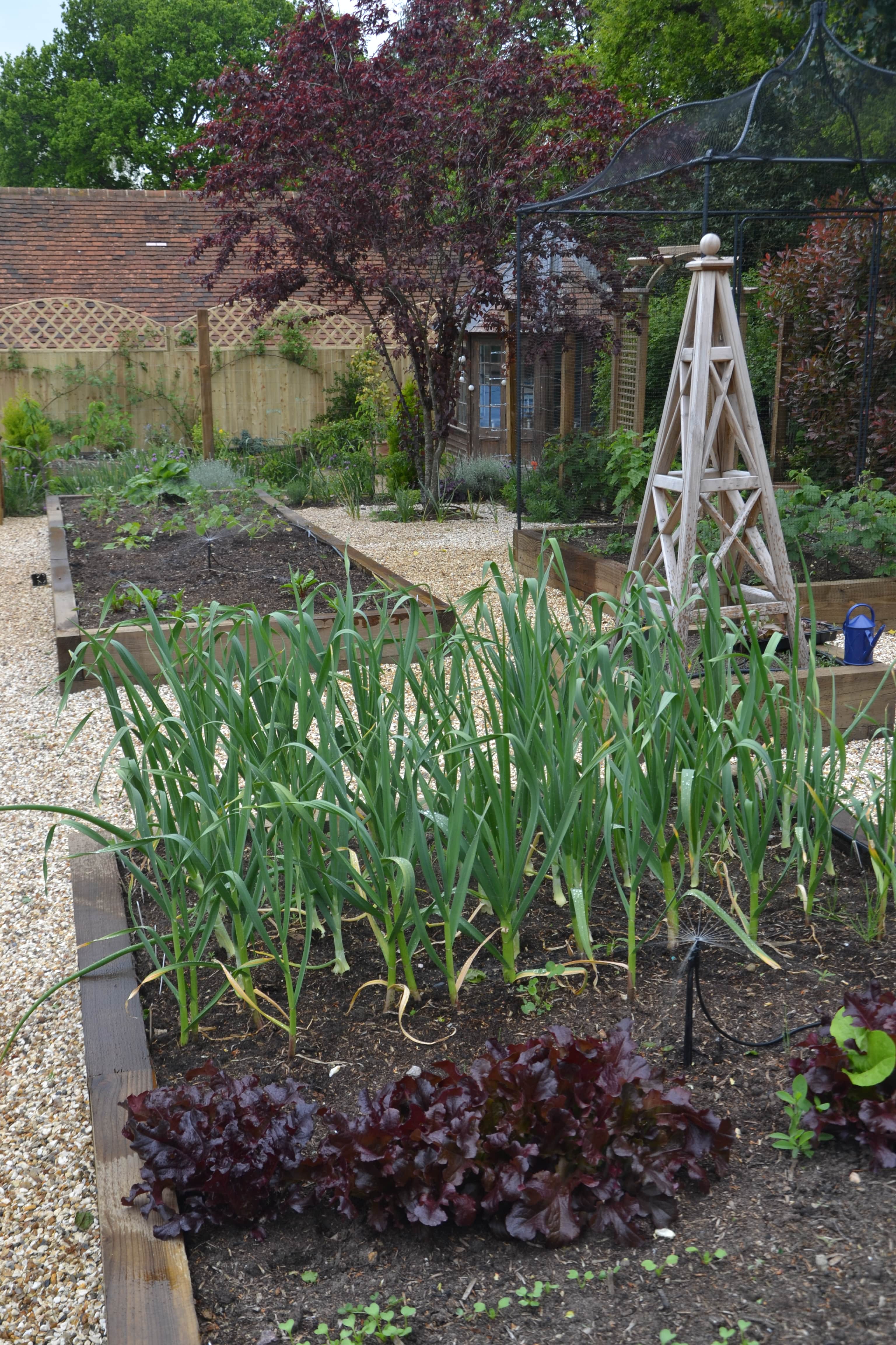 Drip lines for vegetable patch