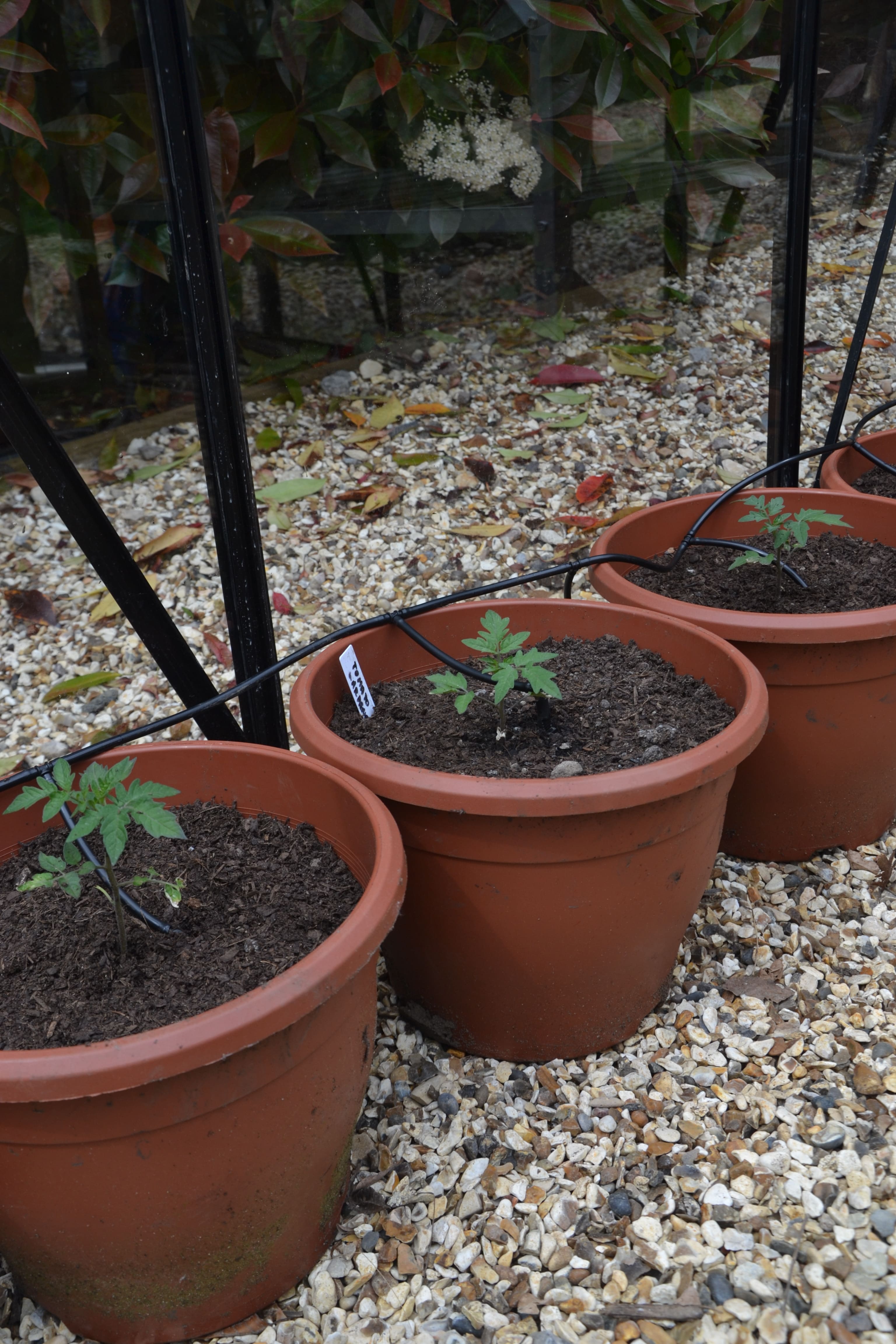 Micro irrigation of individual vegetable plant pots in Henley