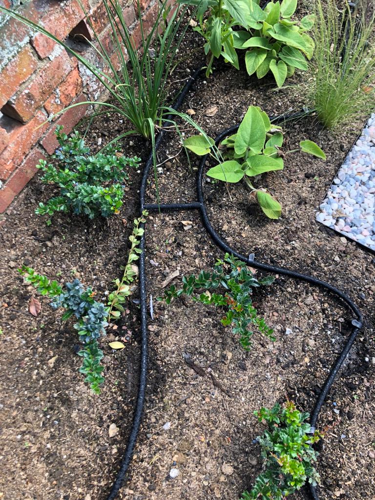 Timed drip line installation for small garden