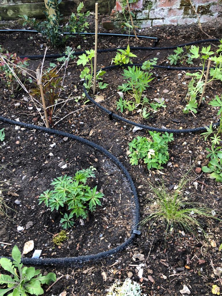 Drip line installation for a medium-sized garden